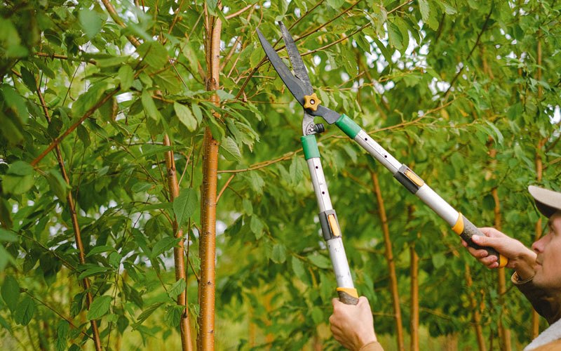 Tree trimming in Spearman, TX