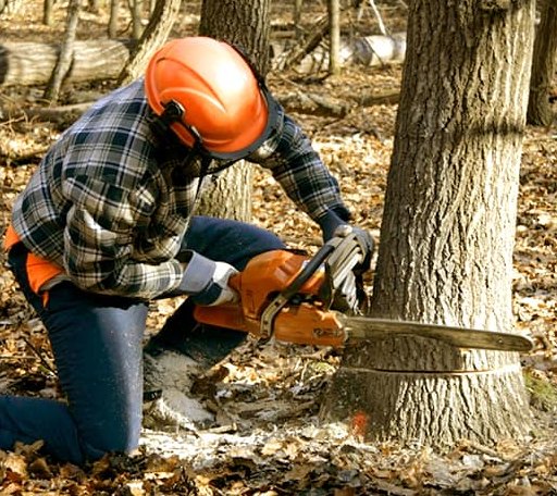 Tree Removal in Spearman, TX
